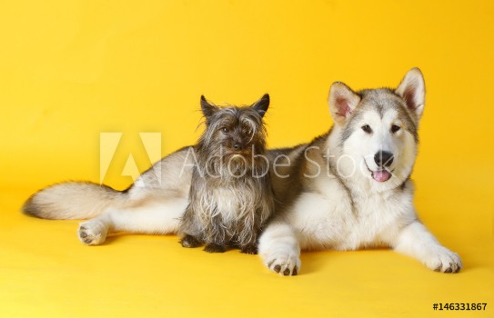 Image de Dog friends take a pic